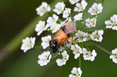 <i>Arge cyanocrocea</i>