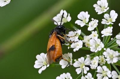 <i>Arge cyanocrocea</i>