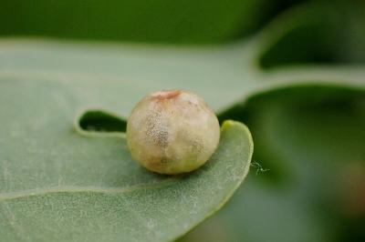 <i>Cynips divisa</i>