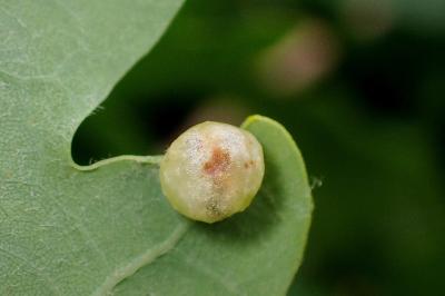 <i>Cynips divisa</i>