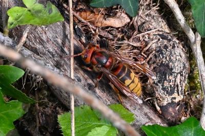 <i>Vespa crabro</i>