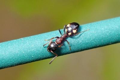 <i>Dolichoderus quadripunctatus</i>