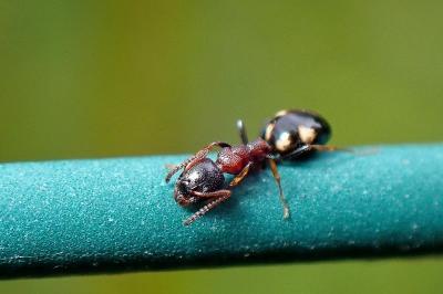 <i>Dolichoderus quadripunctatus</i>