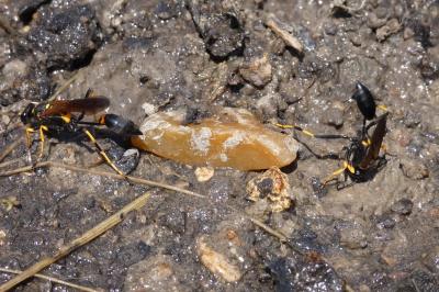 <i>Sceliphron caementarium</i>