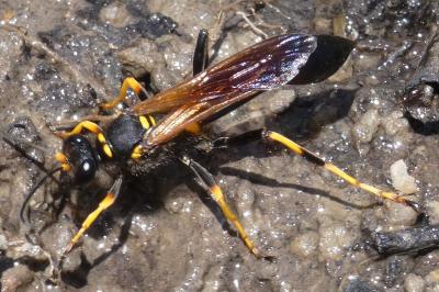 <i>Sceliphron caementarium</i>