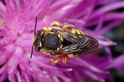 <i>Anthidium manicatum</i>