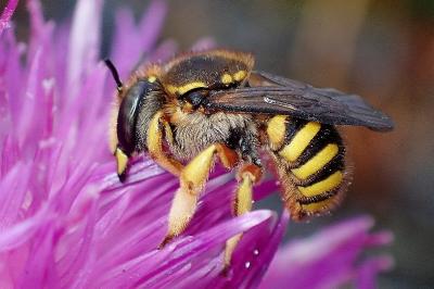 <i>Anthidium manicatum</i>