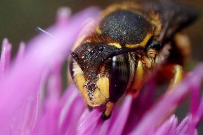 <i>Anthidium manicatum</i>