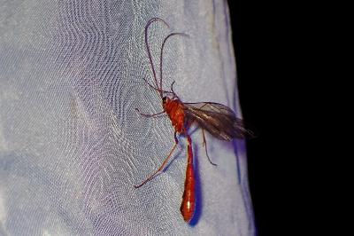 <i>Enicospilus</i>