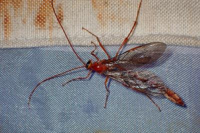 <i>Enicospilus</i>