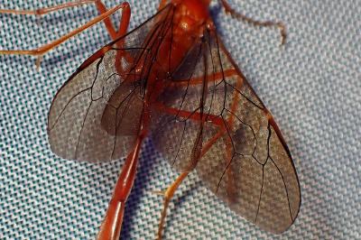 <i>Enicospilus</i>