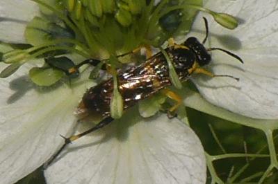 <i>Macrophya montana</i>