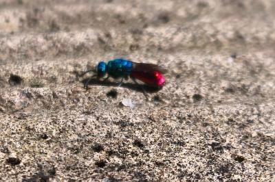 <i>Chrysis</i>