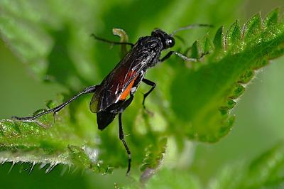 <i>Macrophya annulata</i>