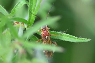 <i>Tenthredopsis</i>
