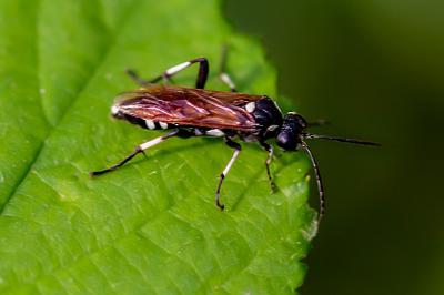 <i>Macrophya duodecimpunctata</i>