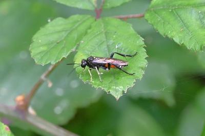 <i>Macrophya militaris</i>