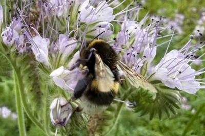 <i>Bombus</i>