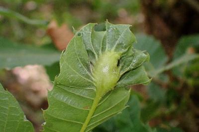 <i>Dryocosmus kuriphilus</i>
