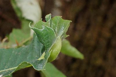 <i>Dryocosmus kuriphilus</i>