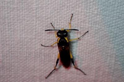 <i>Macrophya montana</i>