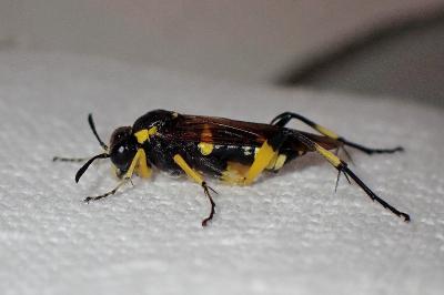 <i>Macrophya montana</i>