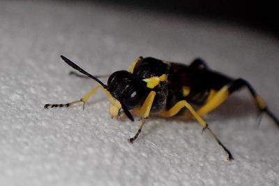 <i>Macrophya montana</i>