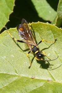 <i>Sceliphron caementarium</i>