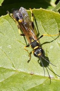 <i>Sceliphron caementarium</i>
