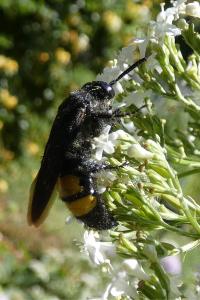<i>Scolia hirta</i>