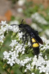 <i>Scolia hirta</i>