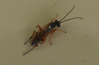 <i>Diplazon laetatorius</i>