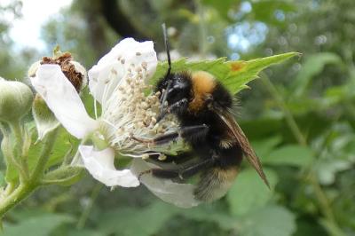 <i>Bombus sp (terrestris/lucorum/cryptarum/magnus)</i>
