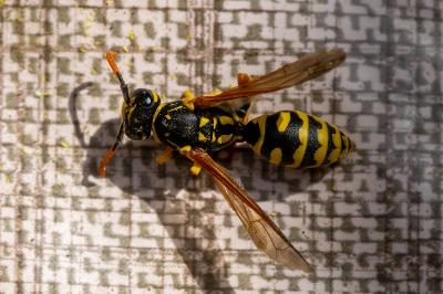 <i>Polistes dominula</i>