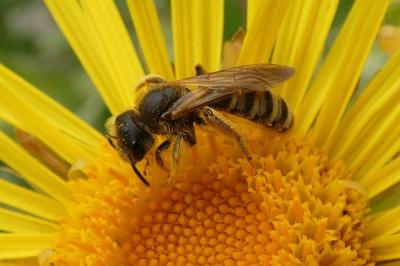 <i>Halictus scabiosae</i>