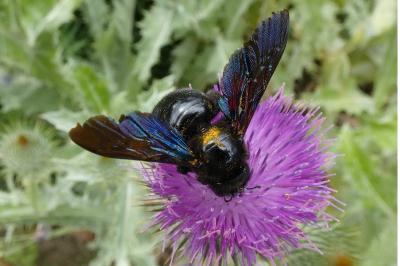 <i>Xylocopa violacea</i>
