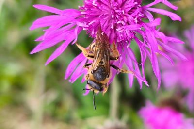 <i>Halictus scabiosae</i>