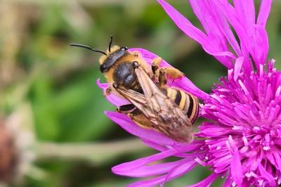 <i>Halictus scabiosae</i>