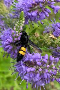 <i>Scolia hirta</i>