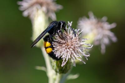 <i>Scolia hirta</i>