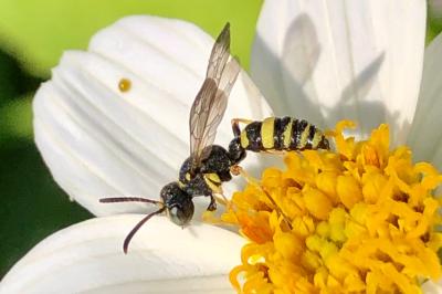 <i>Cerceris</i>