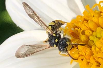 <i>Cerceris</i>