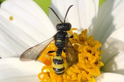 <i>Cerceris</i>