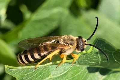 <i>Halictus scabiosae</i>