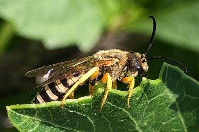 <i>Halictus scabiosae</i>
