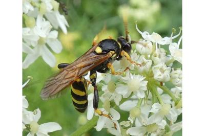 <i>Ichneumon xanthorius</i>