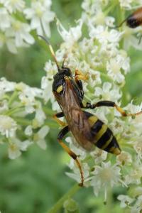 <i>Ichneumon xanthorius</i>