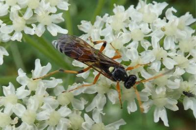 <i>Eutanyacra picta</i>