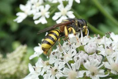 <i>Ectemnius lituratus</i>
