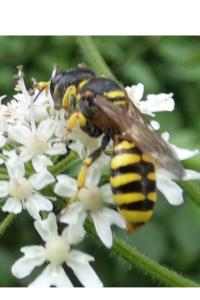 <i>Ectemnius lituratus</i>